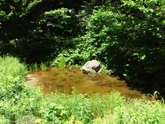 Somatochlora elongata