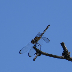Dythemis nigrescens