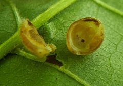 Caryomyia cilidolium