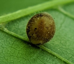 Caryomyia cilidolium
