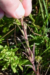 Epilobium leptophyllum