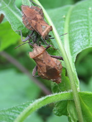 Piezogaster auriculatus