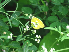 Pyrisitia dina westwoodi