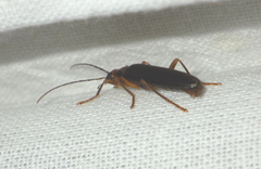Nacerdes carniolica