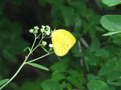 Pyrisitia dina westwoodi