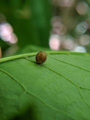 Caryomyia cilidolium