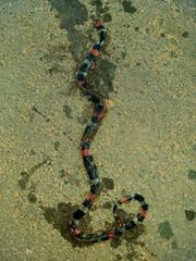 Micrurus lemniscatus