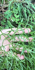 Psacalium decompositum