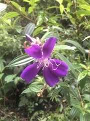 Pleroma semidecandrum