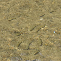 Catostomus occidentalis