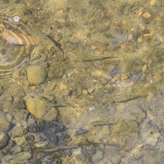 Catostomus occidentalis