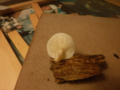 Resinomycena rhododendri