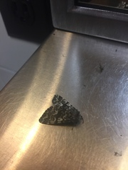 Panthea acronyctoides