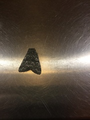 Panthea acronyctoides