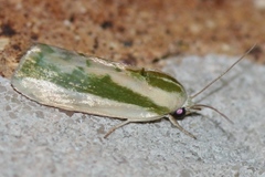 Earias vittella