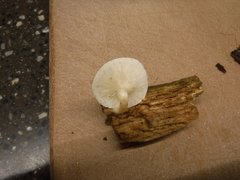 Resinomycena rhododendri