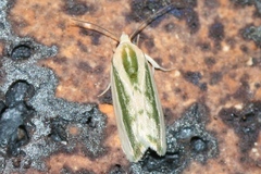 Earias vittella