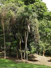 Cryosophila stauracantha