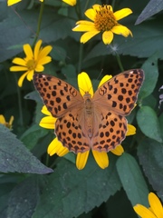 Argynnis laodice