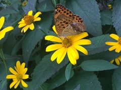 Argynnis laodice