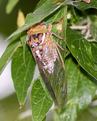 Megatibicen dealbatus