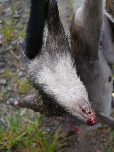 African Brush-tailed Porcupine