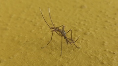 Toxorhynchites theobaldi