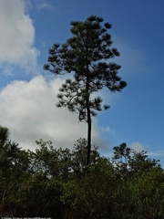 Pinus caribaea