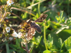 Poecilanthrax alcyon