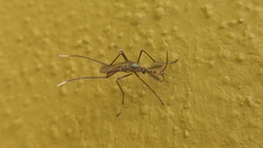 Toxorhynchites theobaldi