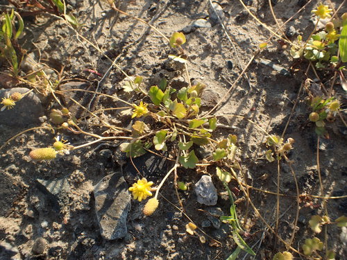 Halerpestes cymbalaria, photograph 5