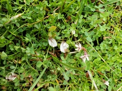 Trifolium monanthum monanthum