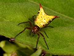 Micrathena crassa