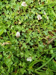 Trifolium monanthum monanthum