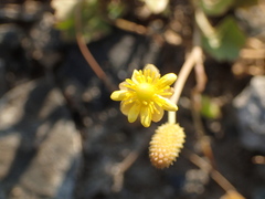Halerpestes cymbalaria, photograph Allan Harris, CC0, iNaturalist via GBIF