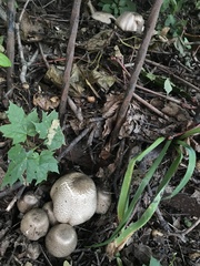 Agaricus