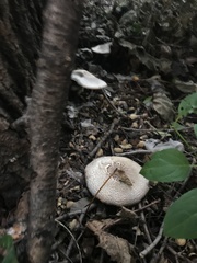 Agaricus