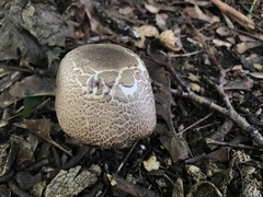 Agaricus