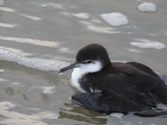 Puffinus lherminieri