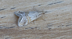 Euchromius californicalis