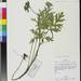 Hydrophyllum brownei - Photo (c) Smithsonian Institution, National Museum of Natural History, Department of Botany,  זכויות יוצרים חלקיות (CC BY-NC-SA)