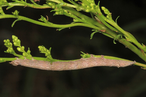 Lunate Zale Moth photo 3