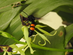 Pygodasis ephippium ephippium