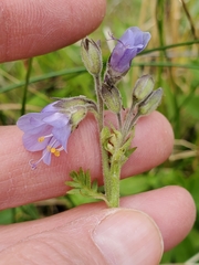 Polemonium occidentale occidentale