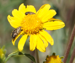 Acmaeodera mixta