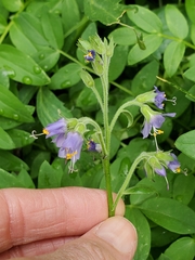 Polemonium occidentale occidentale