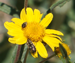 Acmaeodera mixta