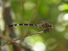 Phyllogomphoides suasus