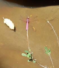 Trithemis persephone