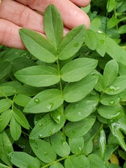 Polemonium occidentale occidentale